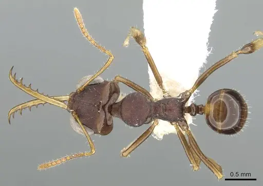 Myrmoteras williamsi specimen CASENT0906287 image casent0906287_1