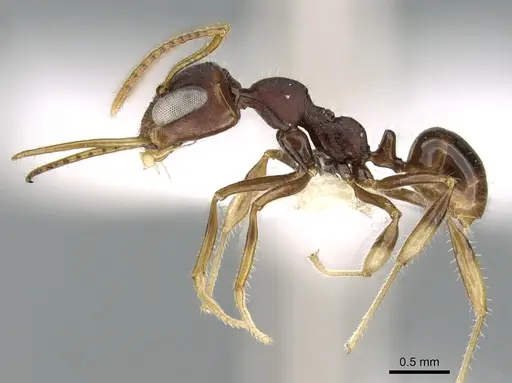 Myrmoteras williamsi specimen CASENT0906287 image casent0906287_3