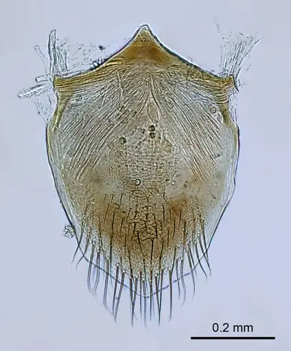 Mystrium barrybressleri specimen CASENT0078803 image casent0078803_1