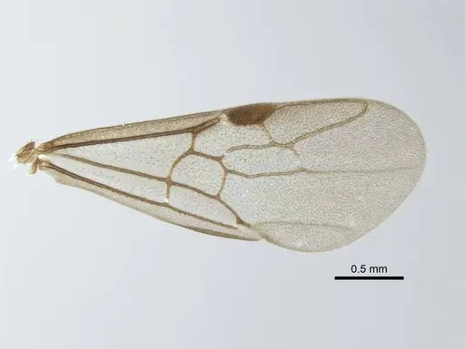 Mystrium barrybressleri specimen CASENT0078803 image casent0078803_2