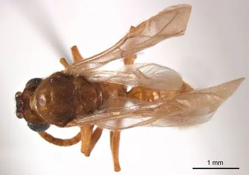 Mystrium camillae specimen ANTWEB1008608 image antweb1008608_1