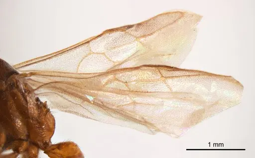Mystrium camillae specimen ANTWEB1008608 image antweb1008608_4
