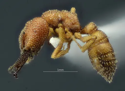 Mystrium camillae specimen ANTWEB1060493 image antweb1060493_3