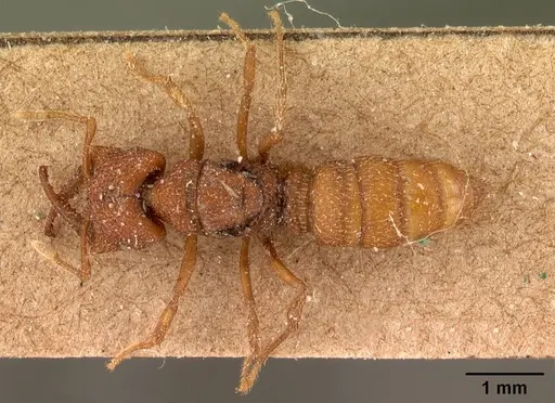 Mystrium camillae specimen CASENT0102124 image casent0102124_1