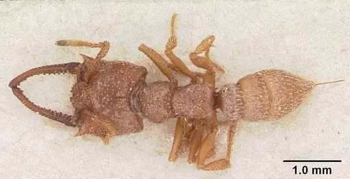 Mystrium camillae specimen CASENT0102127 image casent0102127_1