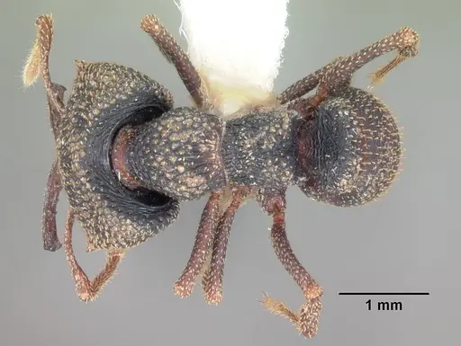 Mystrium camillae specimen CASENT0102169 image casent0102169_1