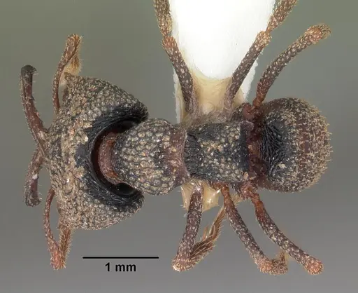 Mystrium camillae specimen CASENT0102170 image casent0102170_1