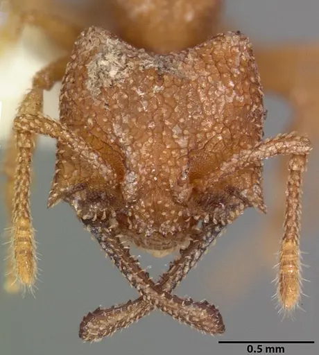 Mystrium camillae specimen CASENT0102174 image casent0102174_2