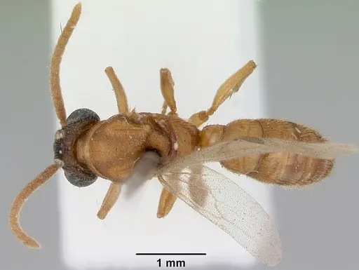 Mystrium camillae specimen CASENT0172083 image casent0172083_1