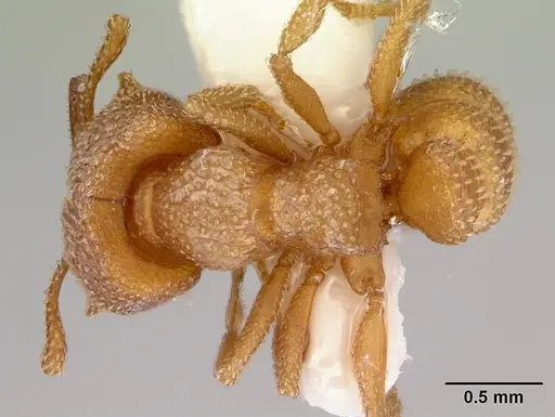Mystrium camillae specimen CASENT0172323 image casent0172323_1