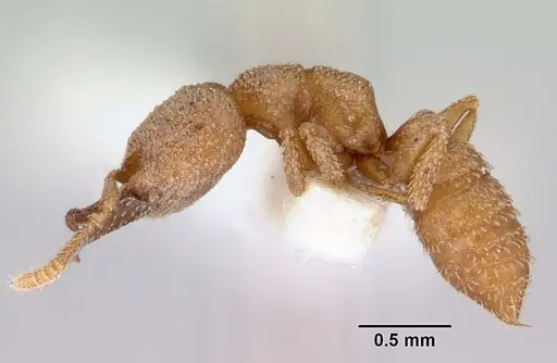 Mystrium camillae specimen CASENT0172325 image casent0172325_3