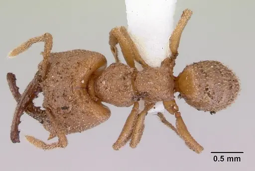 Mystrium camillae specimen CASENT0172326 image casent0172326_1