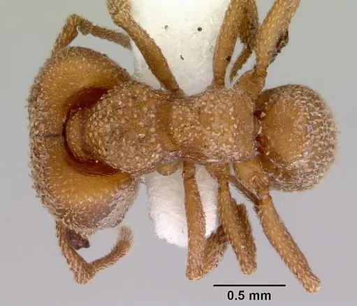 Mystrium camillae specimen CASENT0172327 image casent0172327_1