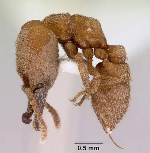 Mystrium camillae specimen CASENT0172327 image casent0172327_3