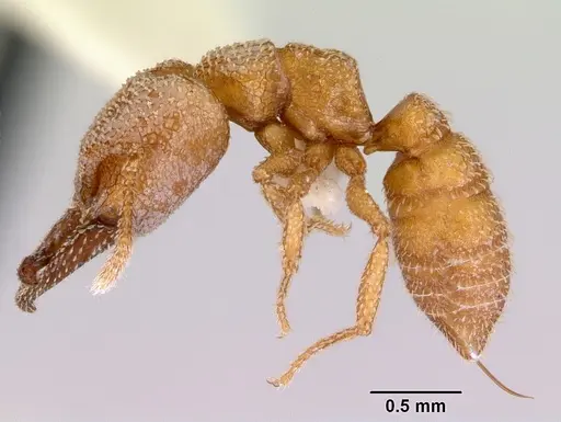 Mystrium camillae specimen CASENT0172328 image casent0172328_3