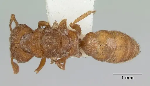 Mystrium camillae specimen CASENT0172601 image casent0172601_1