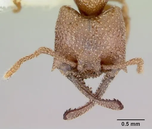 Mystrium camillae specimen CASENT0172833 image casent0172833_2