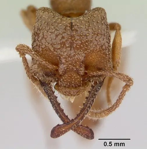 Mystrium camillae specimen CASENT0172835 image casent0172835_2