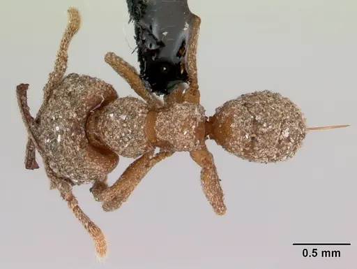 Mystrium camillae specimen CASENT0172837 image casent0172837_1