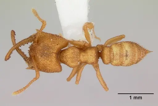 Mystrium camillae specimen CASENT0172838 image casent0172838_1