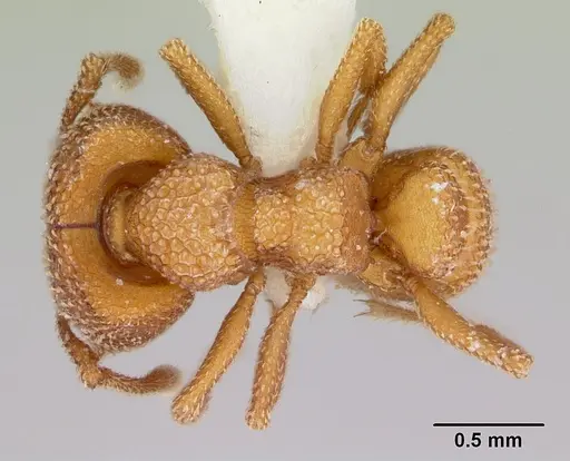 Mystrium camillae specimen CASENT0172842 image casent0172842_1