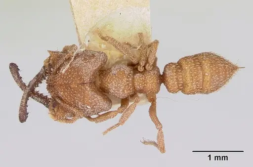 Mystrium camillae specimen CASENT0172843 image casent0172843_1