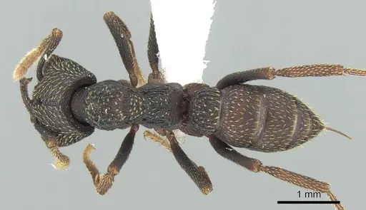 Mystrium eques specimen CASENT0317391 image casent0317391_1