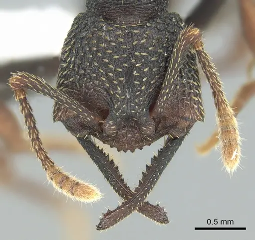 Mystrium eques specimen CASENT0317391 image casent0317391_2