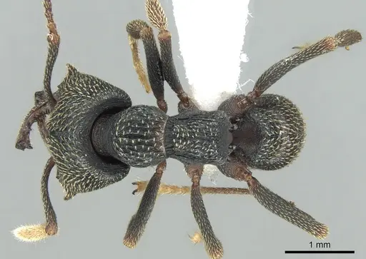Mystrium eques specimen CASENT0317394 image casent0317394_1