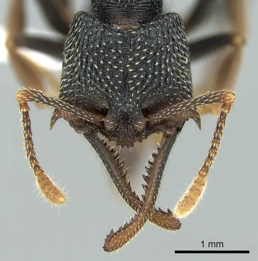 Mystrium eques specimen CASENT0317397 image casent0317397_2