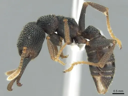 Mystrium eques specimen CASENT0317397 image casent0317397_3