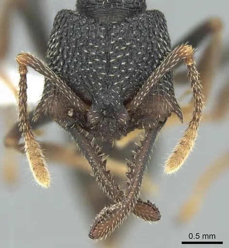 Mystrium eques specimen CASENT0317398 image casent0317398_2