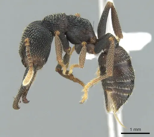 Mystrium eques specimen CASENT0317398 image casent0317398_3