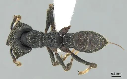 Mystrium eques specimen CASENT0317399 image casent0317399_1