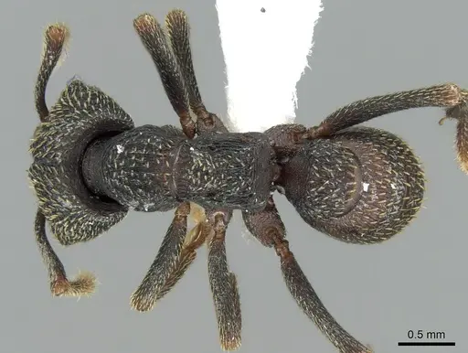 Mystrium eques specimen CASENT0418311 image casent0418311_1
