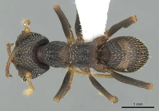 Mystrium eques specimen CASENT0418315 image casent0418315_1