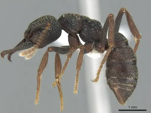Mystrium eques specimen CASENT0418317 image casent0418317_3