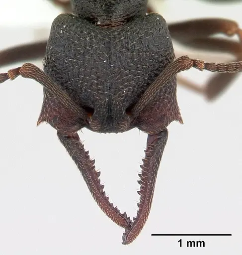 Mystrium janovitzi specimen CASENT0006082 image casent0006082_2