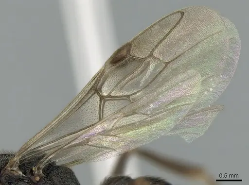 Mystrium janovitzi specimen CASENT0007820 image casent0007820_5