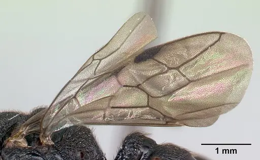 Mystrium janovitzi specimen CASENT0064213 image casent0064213_4
