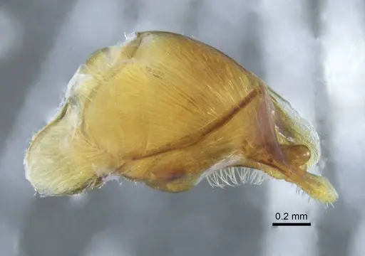 Mystrium janovitzi specimen CASENT0080644 image casent0080644_1