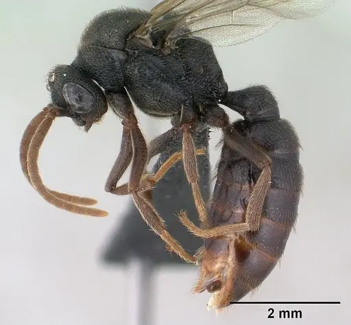 Mystrium janovitzi specimen CASENT0144988 image casent0144988_3