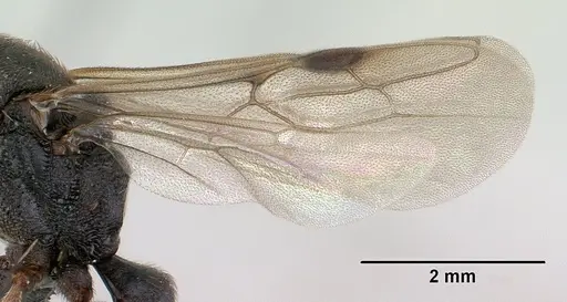 Mystrium janovitzi specimen CASENT0144988 image casent0144988_4