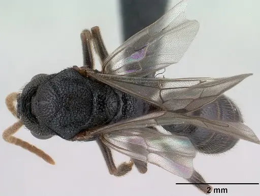 Mystrium janovitzi specimen CASENT0145028 image casent0145028_1