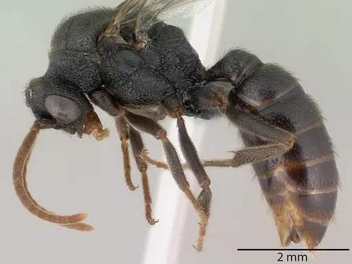 Mystrium janovitzi specimen CASENT0145028 image casent0145028_4