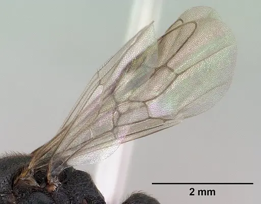 Mystrium janovitzi specimen CASENT0145028 image casent0145028_5