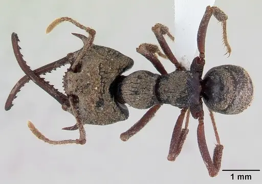 Mystrium leonie specimen CASENT0178198 image casent0178198_1