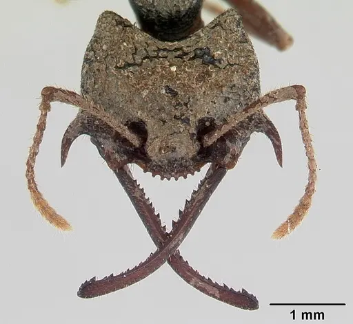 Mystrium leonie specimen CASENT0178198 image casent0178198_2