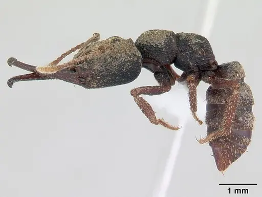 Mystrium leonie specimen CASENT0178198 image casent0178198_4