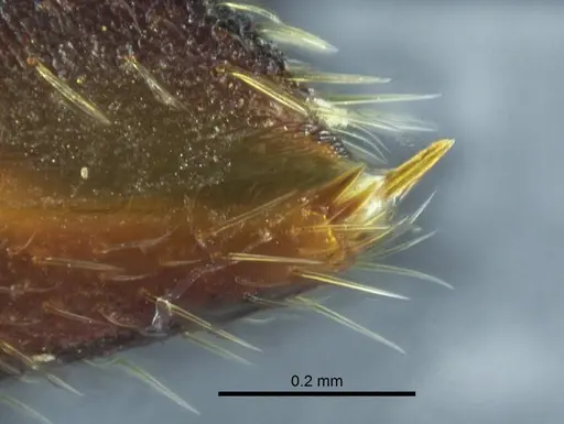 Mystrium mirror specimen CASENT0317582 image casent0317582_1